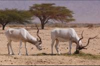 Original photo of ibis by Dr. Zachi Evenor
