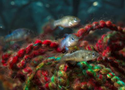 Pupfish in Ash Meadows