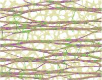 Plant cell wall components