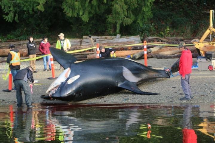 A baseline comparison of killer whale stranding deaths in the northeastern Pacific/Hawaii