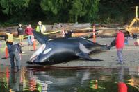 A baseline comparison of killer whale stranding deaths in the northeastern Pacific/Hawaii