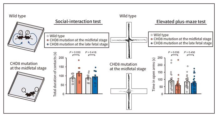 Figure 2. Behavioral abnormalities due to a CHD8 mutation at the midfetal stage.