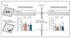 Figure 2. Behavioral abnormalities due to a CHD8 mutation at the midfetal stage.