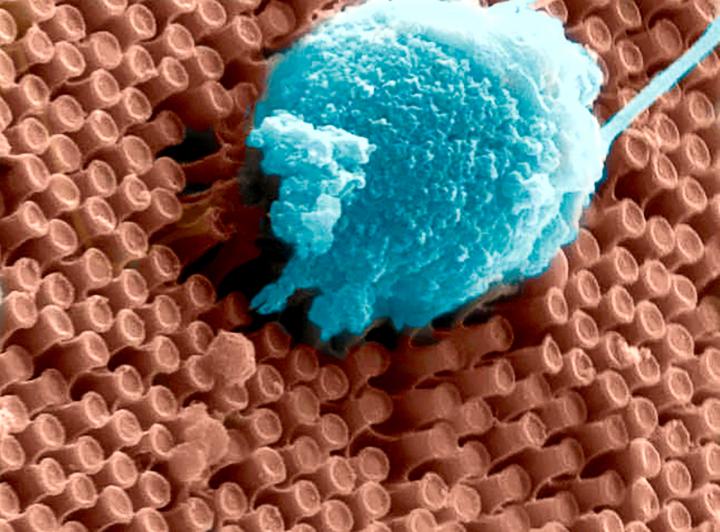 SEM of Primary Cortical Neurons and Nanowires 1