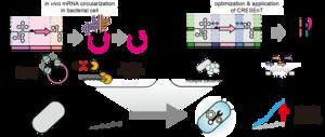 Schematic illustration of the CRESEnT mRNA circularization system inside microbial cells