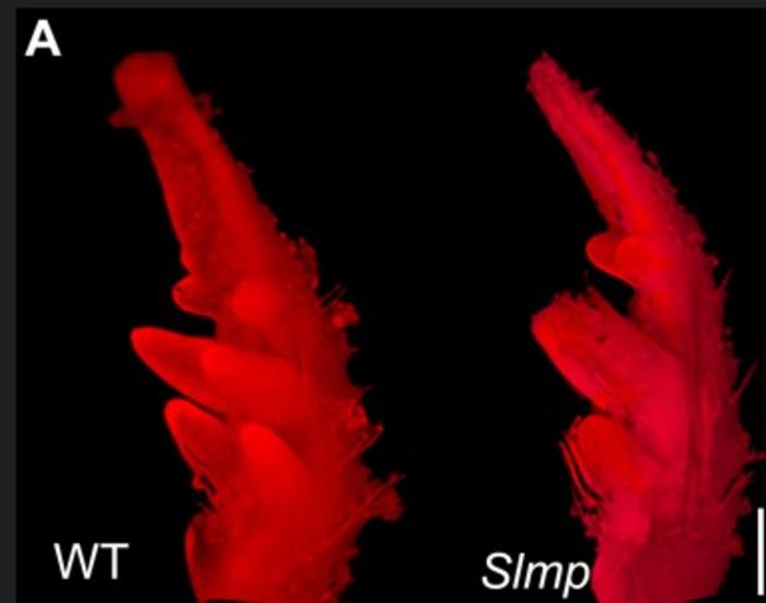 Stereoscope images of wild-type and mutant leaf primordia.