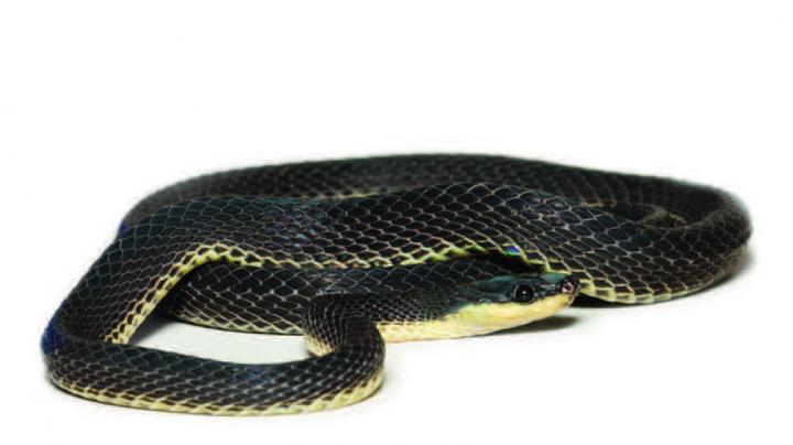 Three New Fishing Snake Species Fished Out Of The Andean Slopes In South America (3/3)