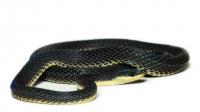 Three New Fishing Snake Species Fished Out Of The Andean Slopes In South America (3/3)