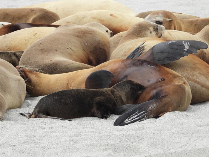 Sea lions and pups
