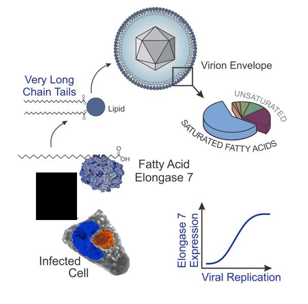 Virus Inducing Enzyme to Produce Lipid Envelope