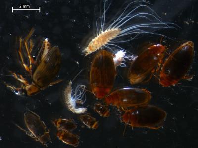 Ecosystems Change Long before Species Are Lost