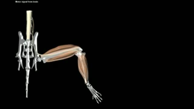 Restoring Fucntion of Paralyzed Muscles Using Stem Cells and Light