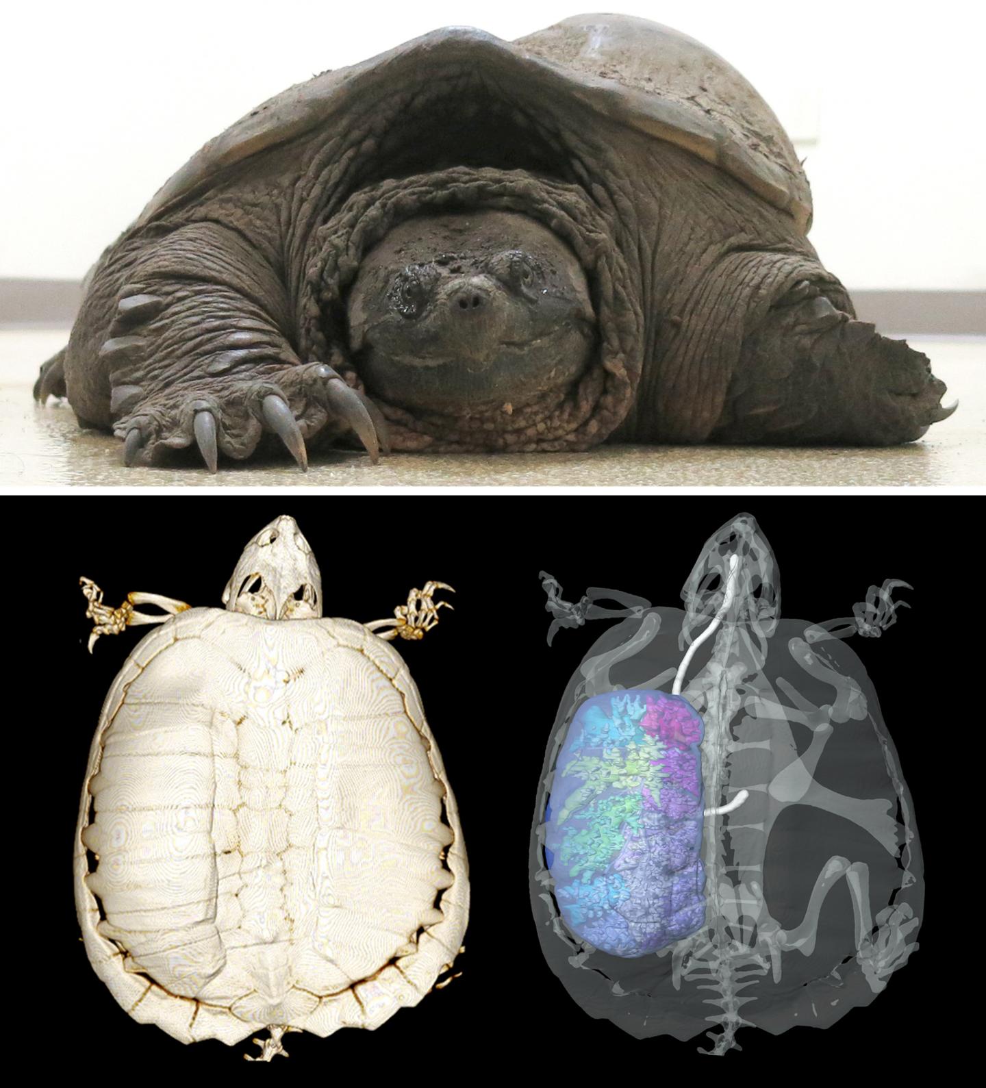 Turtle and Model