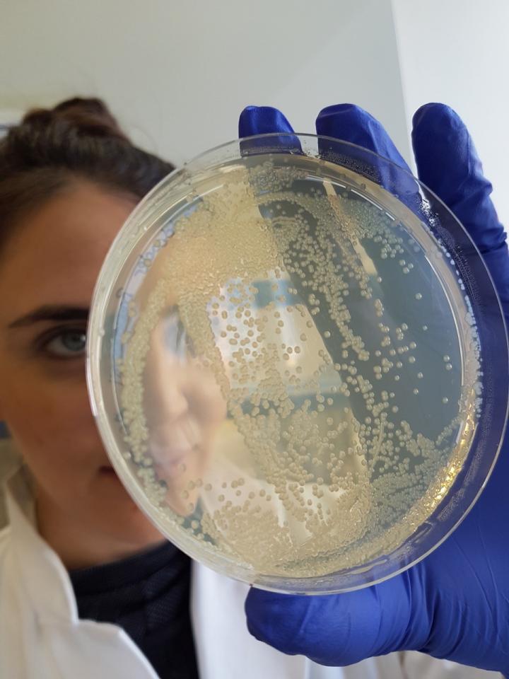 <i>Acinetobacter baumannii</i>