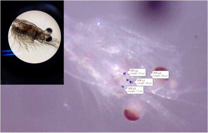 Mysid shrimp with micro-sized tire particles