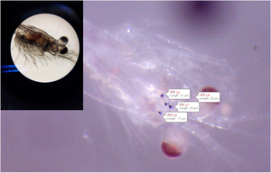 Mysid shrimp with micro-sized tire particles
