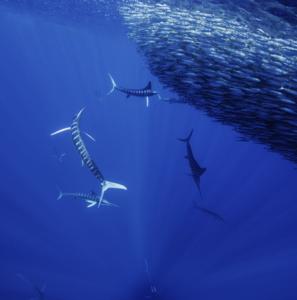 Marlin Group Hunt