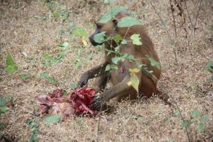 Female Guinea baboon with the prey she caught herself.