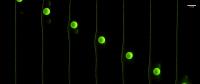 Surfing Particle