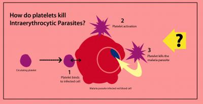 Platelets Attack Malaria Parasites with PF4 (4 of 5)