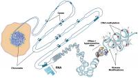 Epigenomic Signature