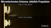 Jellyfish swimming side-by-side