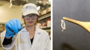 Researcher holds up one of these programmable knot robots with forceps showing how something not much bigger than a grain of rice can pack a serious punch in the world of soft, automated robotics.