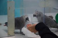 Parrot Returns Token to Researcher