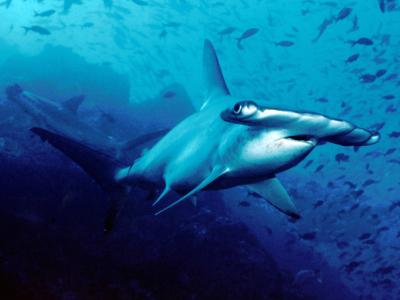 Common Scalloped Hammerhead