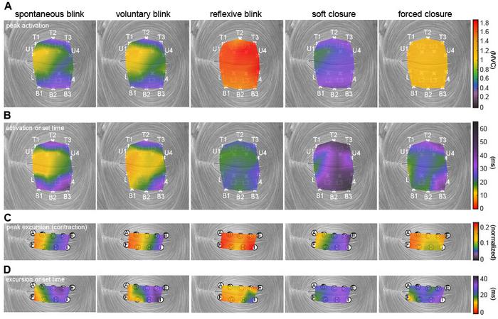 Eyelid muscle activation patterns