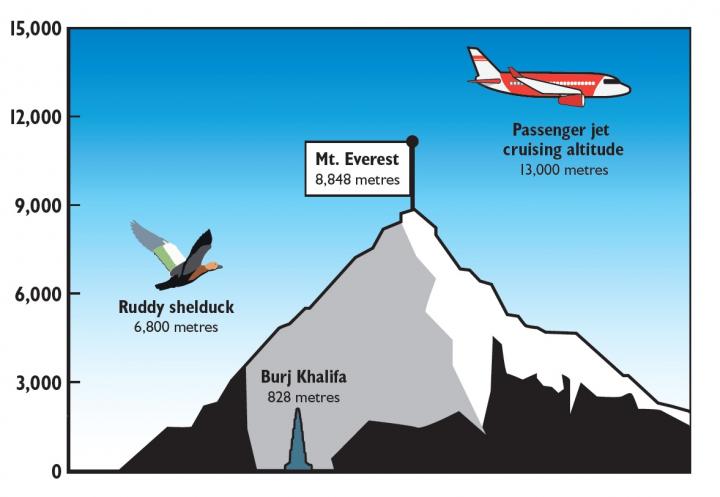 Ruddy Shelduck Graphic
