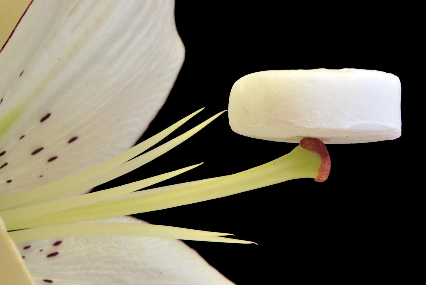 An aerogel made from plant cellulose