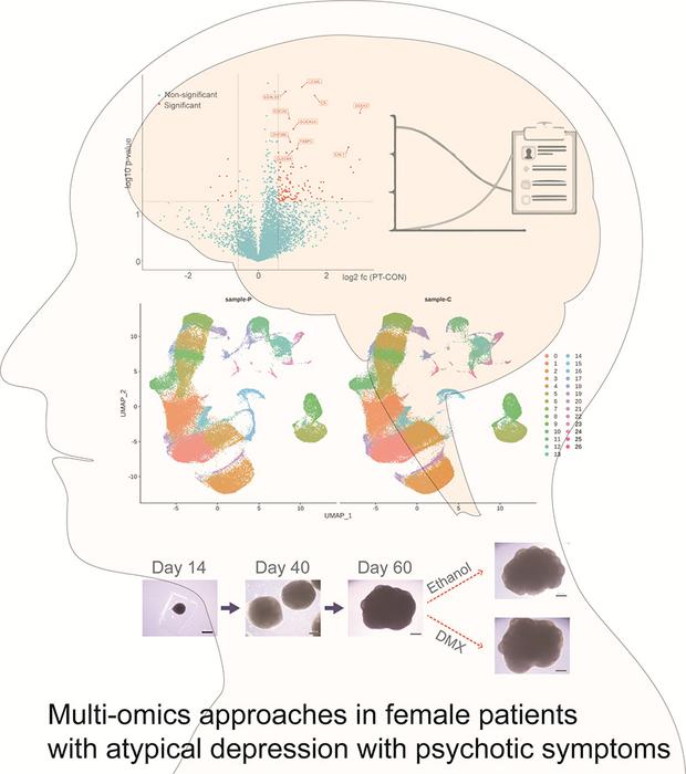 Depression is Not Only a Disease of the Mind. KAIST Discovers the Immune-Brain Connection​