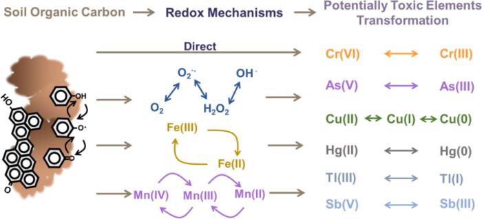 Redox-induced transformation of potentially toxic elements with organic carbon in soil
