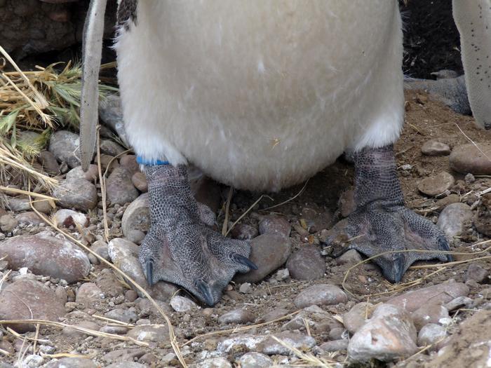 Penguin feet with anklet sensor