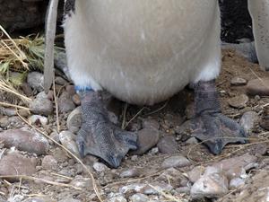 Penguin feet with anklet sensor