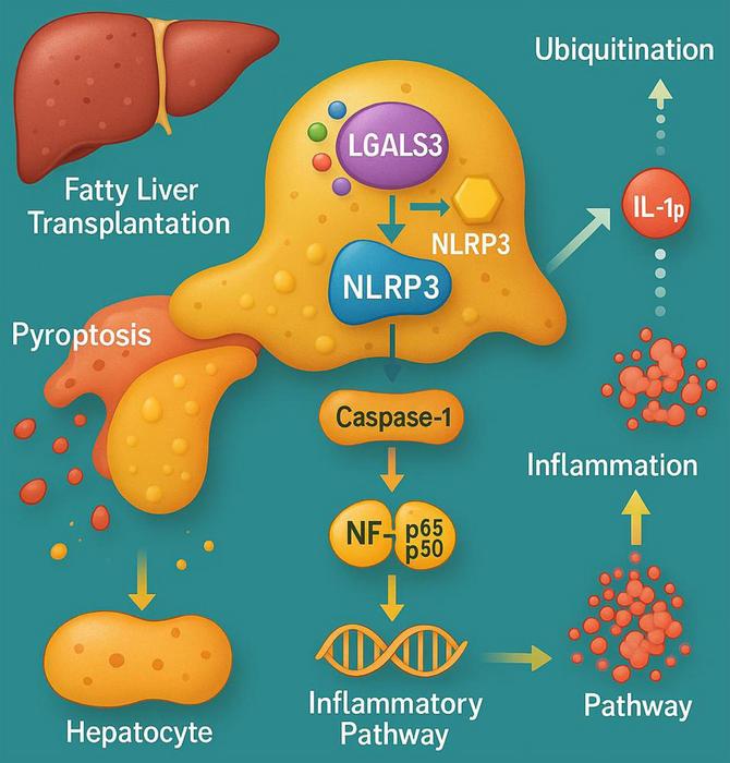 Galectin-3 Promotes Graft Injury via NLRP3 Pyroptosis in Steatotic Liver Transplantation: A Therapeutic Target for Donor Optimization