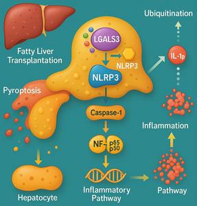 Galectin-3 Promotes Graft Injury via NLRP3 Pyroptosis in Steatotic Liver Transplantation: A Therapeutic Target for Donor Optimization