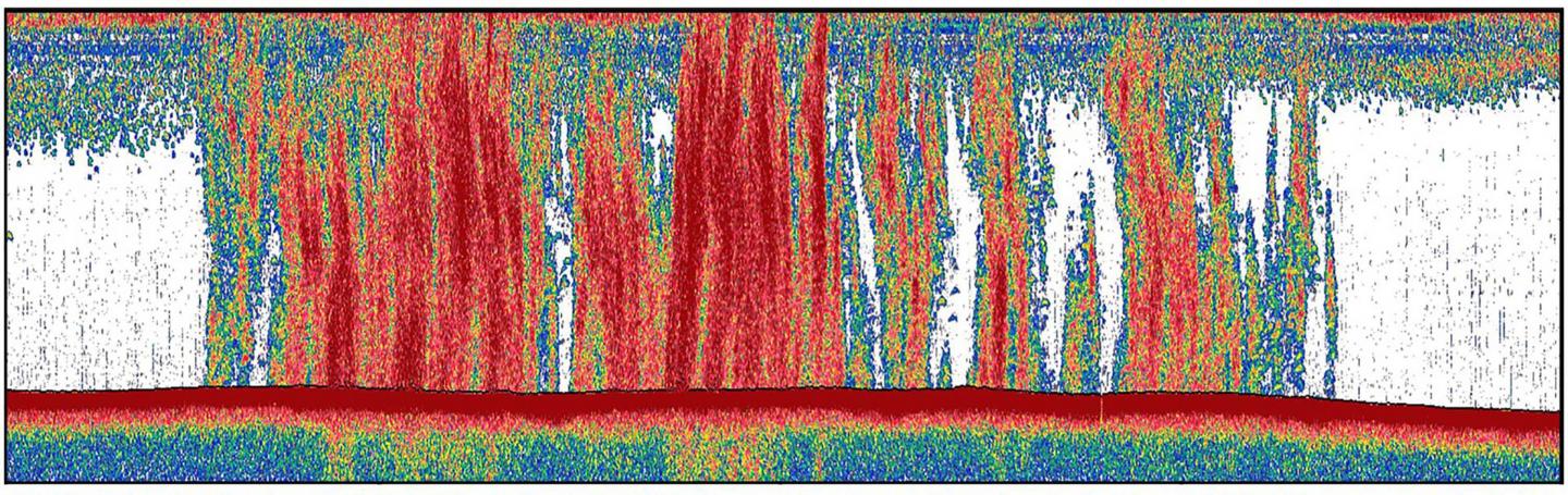 Echosounder showing methane bubbles rising from sediment to the ocean surface in the Laptev Sea, Arctic Ocean.