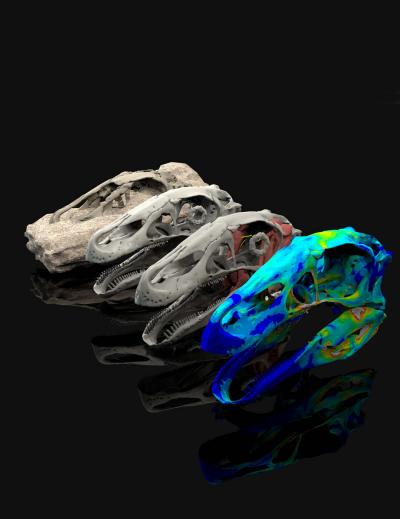 Digital Reconstructions of the Skull of <i>Erlikosaurus</i>