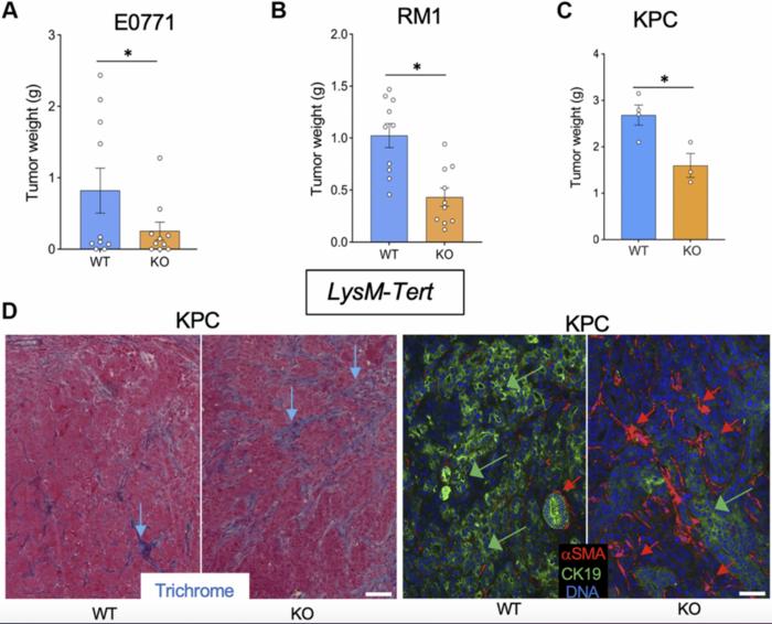 Senescence caused by telomerase inactivation in myeloid, mesenchymal, and endothelial cells has distinct effects on cancer progression