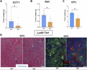 Senescence caused by telomerase inactivation in myeloid, mesenchymal, and endothelial cells has distinct effects on cancer progression
