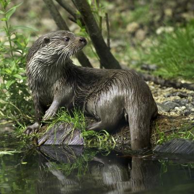 Otter
