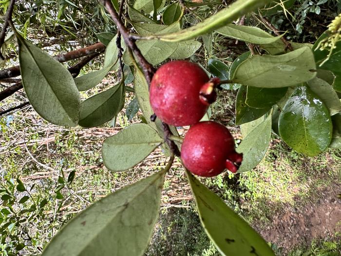 Strawberry guava fruit