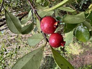 Strawberry guava fruit
