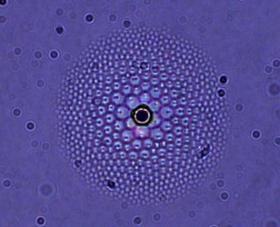 Liquid Crystal Flower