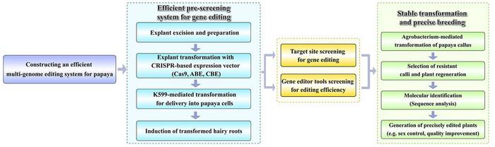 Development of an efficient pre-screening and stable genetic transformation system for papaya breeding.
