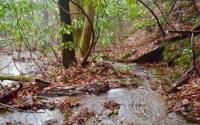 Leaves and Woods in a Stream