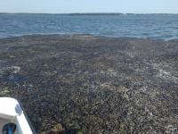 Cladophora Mat Near Little Narragansett Bay