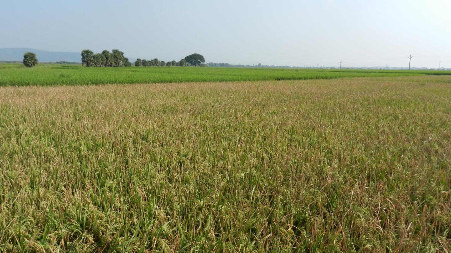 Diseased Rice